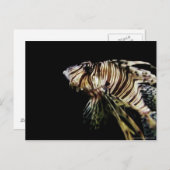 Carte Postale Le poisson-Lion (Devant / Derrière)