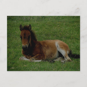 Carte Postale Le poney Dartmoor posé au repos.