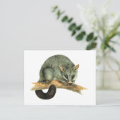 Carte Postale Le Possum brossé commun d'Australie (Debout devant)