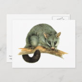 Carte Postale Le Possum brossé commun d'Australie (Devant / Derrière)