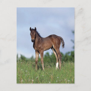 Carte Postale Le poulain à épines debout dans l'herbe
