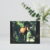 Carte Postale Le poulain arabe dans les arbres (Debout devant)