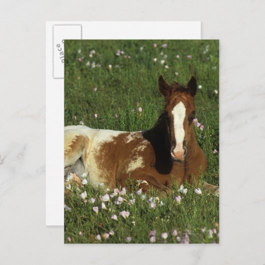 Carte Postale Le poulain d'Appaloosa qui s'allonge en fleurs (Devant / Derrière)