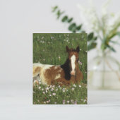 Carte Postale Le poulain d'Appaloosa qui s'allonge en fleurs (Debout devant)