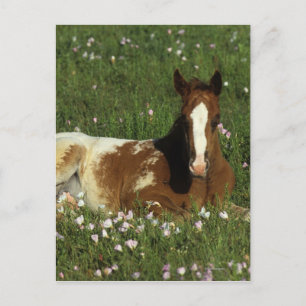 Carte Postale Le poulain d'Appaloosa qui s'allonge en fleurs