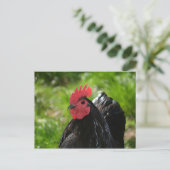 Carte Postale Le poulet (Debout devant)