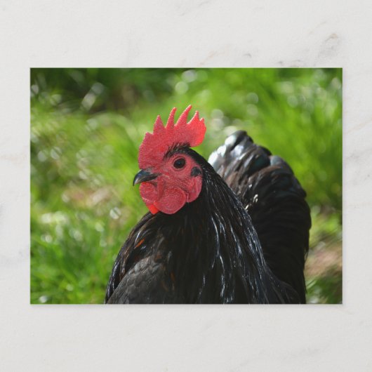 Carte Postale Le poulet (Devant)
