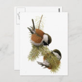 Carte Postale Le poulet aux châtaignes de Fuertes (Devant / Derrière)