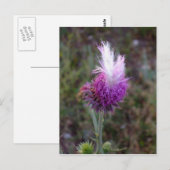 Carte Postale Le Prickly Punk (Devant / Derrière)