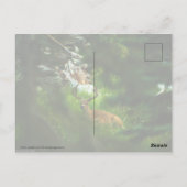 Carte Postale Le Prince de la Forêt (Dos)
