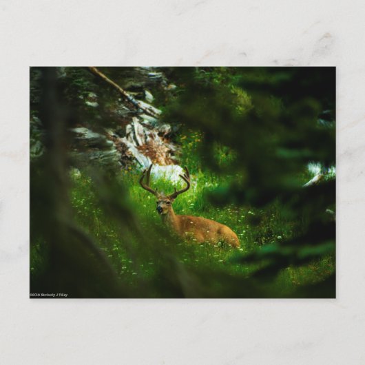 Carte Postale Le Prince de la Forêt (Devant)