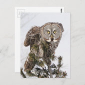 Carte Postale Le prince perché.jpg (Devant / Derrière)