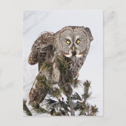 Carte Postale Le prince perché.jpg (Devant)