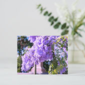 Carte Postale Le Princess Tree violet d'Auckland (Debout devant)