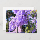 Carte Postale Le Princess Tree violet d'Auckland (Devant / Derrière)