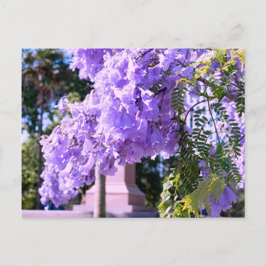 Carte Postale Le Princess Tree violet d'Auckland (Devant)