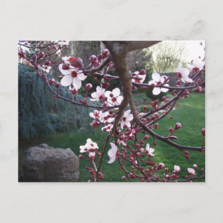 Carte Postale Le printemps est né