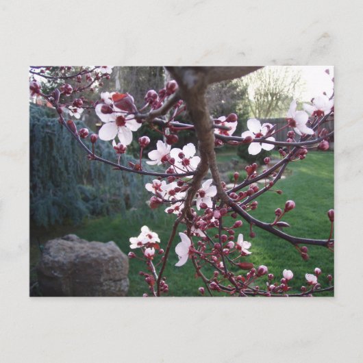 Carte Postale Le printemps est né (Devant)