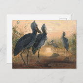 Carte Postale Le projet de loi sur la chaussure par Joseph Wolf (Devant / Derrière)