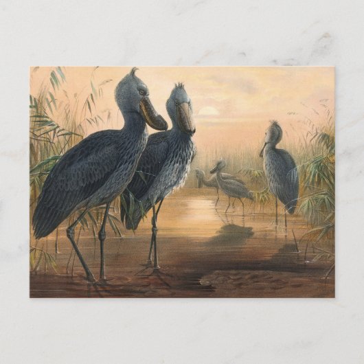 Carte Postale Le projet de loi sur la chaussure par Joseph Wolf (Devant)