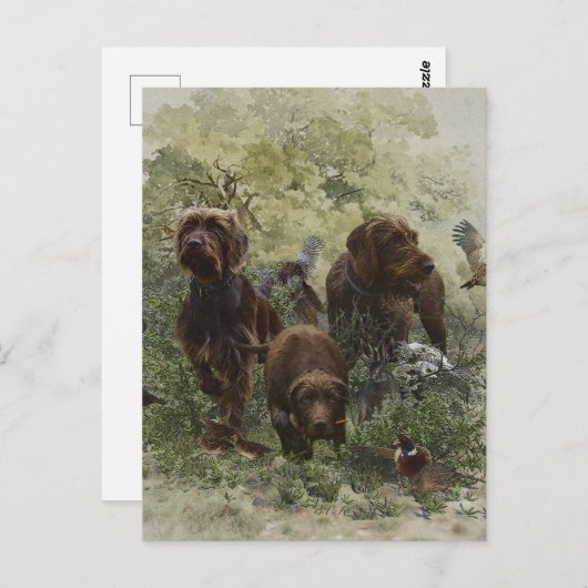 Carte Postale Le Pudelpointer (Devant / Derrière)