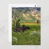 Carte Postale Le Pudelpointer (Devant / Derrière)