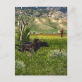 Carte Postale Le Pudelpointer (Devant)