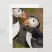 Carte Postale Le Puffin Atlantique (Devant / Derrière)