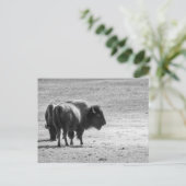 Carte Postale Le puissant buffle (Debout devant)