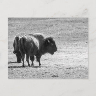 Carte Postale Le puissant buffle