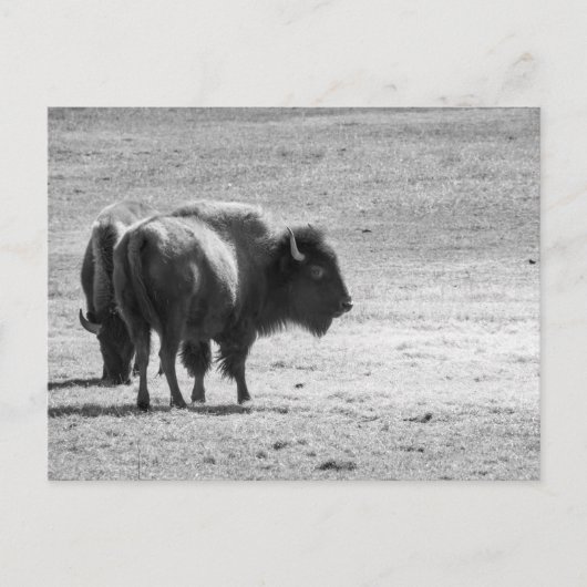 Carte Postale Le puissant buffle (Devant)