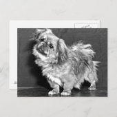 Carte Postale Le Quizzicle Pekingese (Devant / Derrière)