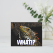 Carte Postale Le Quoi ! ? Iguana (Debout devant)
