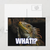 Carte Postale Le Quoi ! ? Iguana (Devant / Derrière)