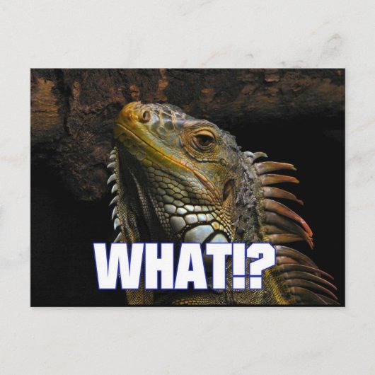 Carte Postale Le Quoi ! ? Iguana (Devant)