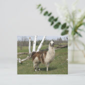 CARTE POSTALE LE QUOTIDIEN LAMA (Debout devant)