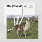 CARTE POSTALE LE QUOTIDIEN LAMA (Devant / Derrière)