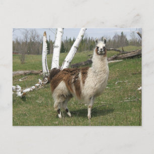 CARTE POSTALE LE QUOTIDIEN LAMA