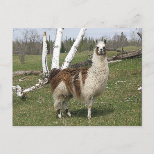 CARTE POSTALE LE QUOTIDIEN LAMA (Devant)