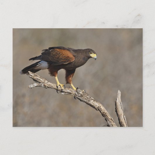 Carte Postale Le raptor perché de Harris Hawk (Devant)