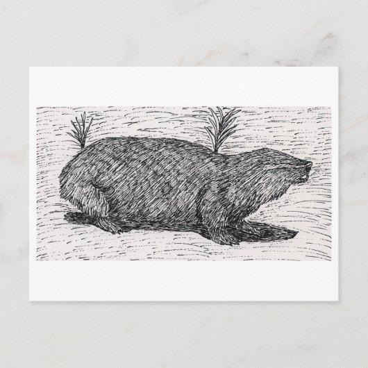 Carte Postale Le rat du Mole palestinien (Devant)