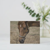 CARTE POSTALE LE RÉFUGIÉ CHEVAL (Debout devant)