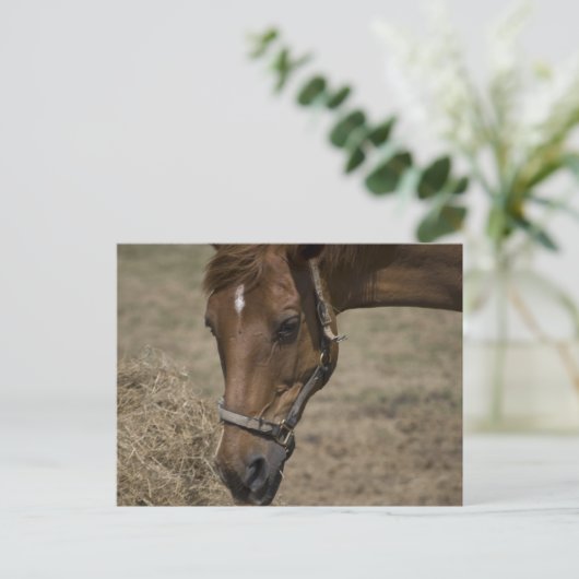 CARTE POSTALE LE RÉFUGIÉ CHEVAL (Debout devant)