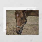 CARTE POSTALE LE RÉFUGIÉ CHEVAL (Devant / Derrière)