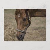 CARTE POSTALE LE RÉFUGIÉ CHEVAL (Devant)