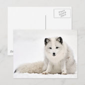 Carte Postale Le renard arctique dans la neige (Devant / Derrière)