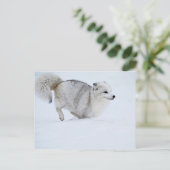 Carte Postale Le renard arctique sur la course (Debout devant)