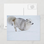 Carte Postale Le renard arctique sur la course (Devant / Derrière)