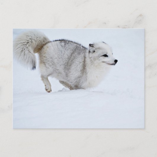 Carte Postale Le renard arctique sur la course (Devant)