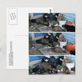 Carte Postale Le renard d'Aleutian vole de la nourriture (Devant / Derrière)